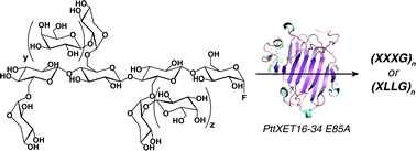 Graphical abstract: Glycosynthase activity of hybrid aspen xyloglucan endo-transglycosylase PttXET16-34 nucleophile mutants