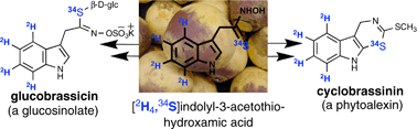 Graphical abstract: Remarkable incorporation of the first sulfur containing indole derivative: another piece in the biosynthetic puzzle of crucifer phytoalexins,