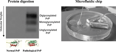 Graphical abstract: Controlled proteolysis of normal and pathological prion protein in a microfluidic chip