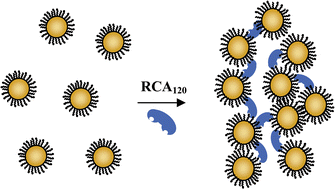 Graphical abstract: Colorimetric detection ofRicinus communis Agglutinin 120 using optimally presented carbohydrate-stabilised gold nanoparticles