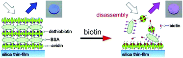 Graphical abstract: Visible detection of biotin by thin-film interference: thickness control through exchange reaction of biotin/dethiobiotin–avidin bonding