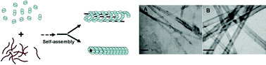 Graphical abstract: DNA-templated CMV viral capsidproteins assemble into nanotubes