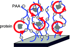 Graphical abstract: Structure and dynamics of α-lactalbumin adsorbed at a charged brush interface