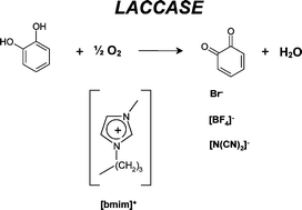 Graphical abstract: Catalytic activity of laccases in aqueous solutions of ionic liquids