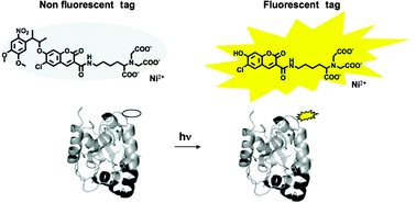 Graphical abstract: Synthesis and photochemical properties of a light-activated fluorophore to label His-tagged proteins