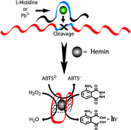 Graphical abstract: A DNAzyme cascade for the amplified detection of Pb2+ ions or l-histidine