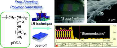 Graphical abstract: Free-standing ultrathin films with universal thickness from nanometer to micrometer by polymer nanosheet assembly