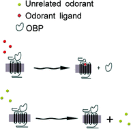 Graphical abstract: On a chip demonstration of a functional role for odorant binding protein in the preservation of olfactory receptor activity at high odorant concentration
