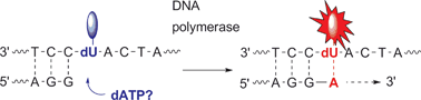 Graphical abstract: Nucleotide insertion and bypass synthesis of pyrene- and BODIPY-modified oligonucleotides by DNA polymerases