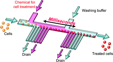 Graphical abstract: Millisecond treatment of cells using microfluidic devices via two-step carrier-medium exchange