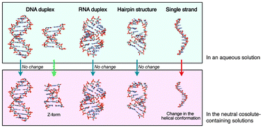 Graphical abstract: Conformation and the sodium ion condensation on DNA and RNA structures in the presence of a neutral cosolute as a mimic of the intracellular media