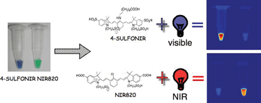 Graphical abstract: A near-infrared dye for multichannel imaging