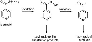 Graphical abstract: A mechanistic study on the oxidation of hydrazides: application to the tuberculosis drug isoniazid