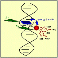 Graphical abstract: Amplified nitric oxide photorelease in DNA proximity