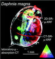 Graphical abstract: A combination of synchrotron and laboratory X-ray techniques for studying tissue-specific trace level metal distributions in Daphnia magna