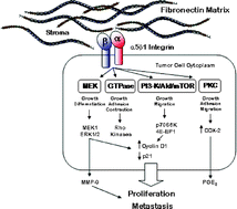 Graphical abstract: Stimulation of lung carcinoma cell growth by fibronectin–integrin signalling