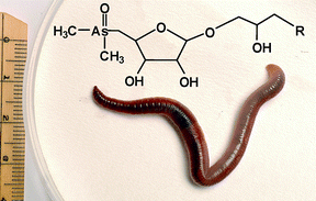 Graphical abstract: Quantitative arsenic speciation in two species of earthworms from a former mine site