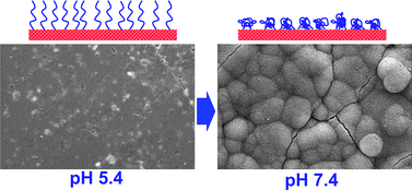 Graphical abstract: pH-Responsive biomineralization onto chitosan grafted biodegradable substrates