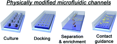 Graphical abstract: Cell research with physically modified microfluidic channels: A review