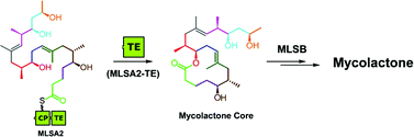 Graphical abstract: The unusual macrocycle forming thioesterase of mycolactone