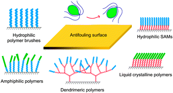 Graphical abstract: Advances in polymers for anti-biofouling surfaces