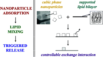 Graphical abstract: Adsorption of cubic liquid crystalline nanoparticles on model membranes