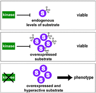 Graphical abstract: Linking the kinome and phosphorylome—a comprehensive review of approaches to find kinase targets