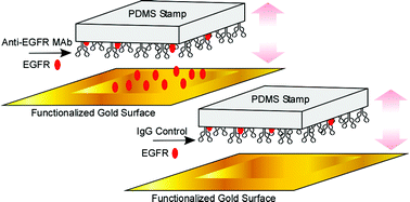 Graphical abstract: Engineering of PDMS surfaces for use in microsystems for capture and isolation of complex and biomedically important proteins: Epidermal growth factor receptor as a model system
