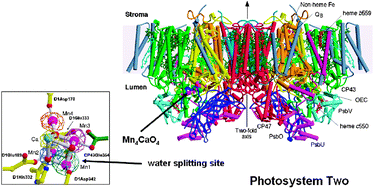 Graphical abstract: Photosynthetic energy conversion: natural and artificial