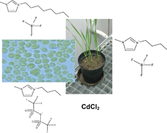 Graphical abstract: Mixture effects and predictability of combination effects of imidazolium based ionic liquids as well as imidazolium based ionic liquids and cadmium on terrestrial plants (Triticum aestivum) and limnic green algae (Scenedesmus vacuolatus)