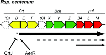 Graphical abstract: Regulation of aerobic photosystem synthesis in the purple bacterium Rhodospirillum centenum by CrtJ and AerR