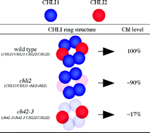 Graphical abstract: Functional analysis of Arabidopsis thaliana isoforms of the Mg-chelatase CHLI subunit