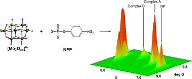 Graphical abstract: Phosphoesterase activity of polyoxomolybdates: diffusion ordered NMR spectroscopy as a tool for obtaining insights into the reactivity of polyoxometalate clusters