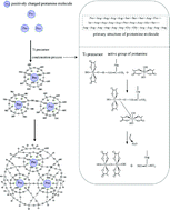 Graphical abstract: Biomimetic synthesis of titania nanoparticles induced by protamine