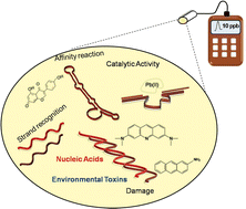 Graphical abstract: Nucleic acid biosensors for environmental pollution monitoring