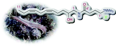 Graphical abstract: Complanine, an inflammation-inducing substance isolated from the marine fireworm Eurythoe complanata