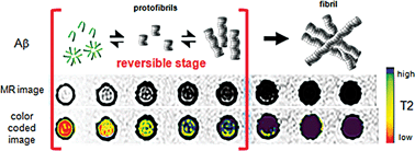 Graphical abstract: Nanoparticle assisted magnetic resonance imaging of the early reversible stages of amyloid β self-assembly
