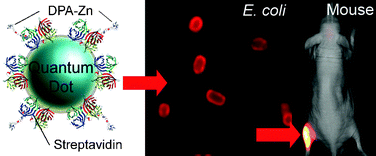 Graphical abstract: Quantum dot probes for bacteria distinguish Escherichia coli mutants and permit in vivo imaging