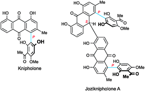 Graphical abstract: Knipholone and related 4-phenylanthraquinones: structurally, pharmacologically, and biosynthetically remarkable natural products