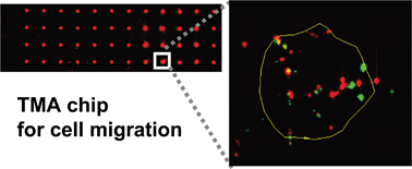 Graphical abstract: On-chip screening method for cell migration genes based on a transfection microarray