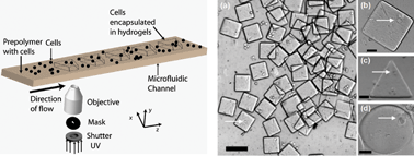 Graphical abstract: Stop-flow lithography to generate cell-laden microgel particles