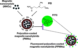 Graphical abstract: Nanohybrids via a polycation-based nanoemulsion method for dual-mode detection of human mesenchymal stem cells