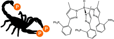 Graphical abstract: ScorpoPhos: a novel phosphine-nitrogen ligand containing a tris(pyrazolyl)borate ligand core