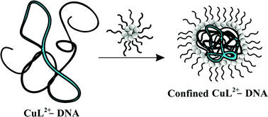 Graphical abstract: Confinement effects on the interaction of native DNA with Cu(ii)–5-(triethylammoniummethyl)salicylidene ortho-phenylendiiminate in C12E4 liquid crystals