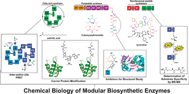 Graphical abstract: The chemical biology of modular biosynthetic enzymes
