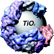 Graphical abstract: Biomimetic synthesis of β-TiO2 inside a viral capsid