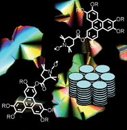 Graphical abstract: The first examples of discotic radicals: columnar mesomorphism in spin-carrying triphenylenes