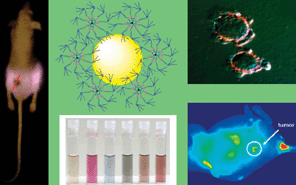 Graphical abstract: Gold nanoparticles in nanomedicine: preparations, imaging, diagnostics, therapies and toxicity
