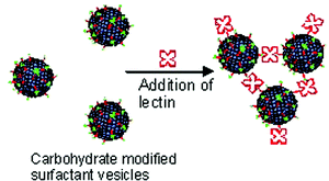 Graphical abstract: Carbohydrate-functionalized catanionic surfactant vesicles: preparation and lectin-binding studies
