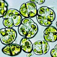 Graphical abstract: Chemical ecology of the marine plankton